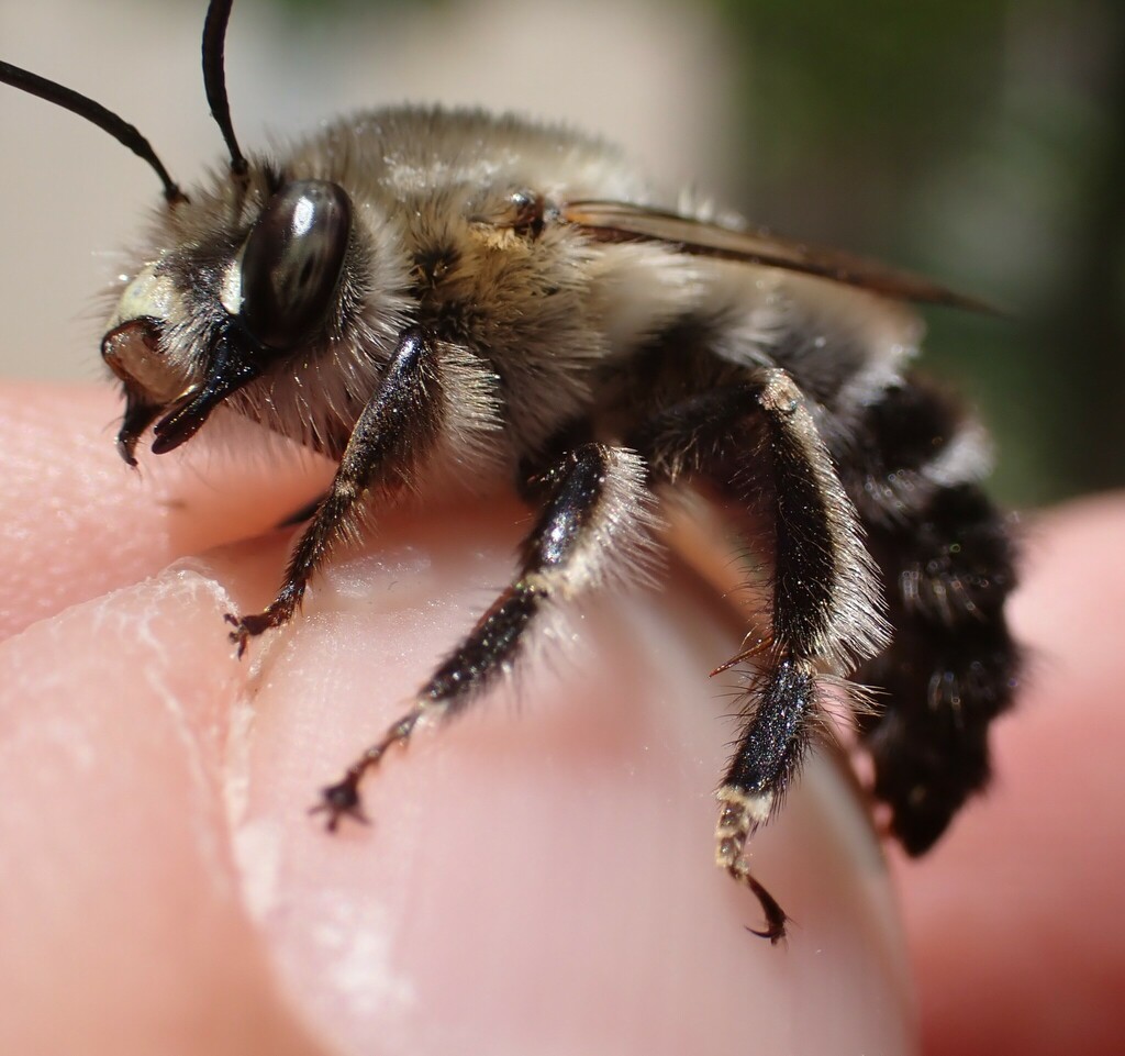 Anthophora affinis