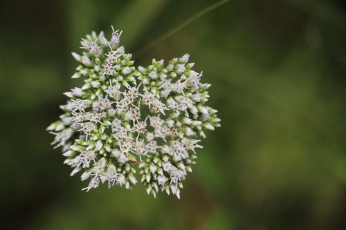 Eupatorium lindleyanum DC.