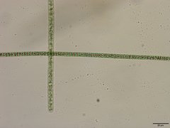 Planktothrix isothrix