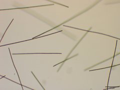 Planktothrix isothrix