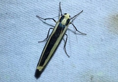 Chrysorabdia vilemani