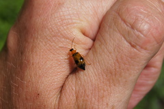 Phyllobrotica quadrimaculata