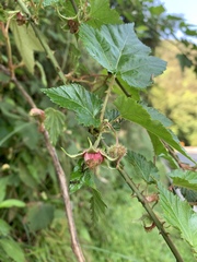 Rubus taitoensis