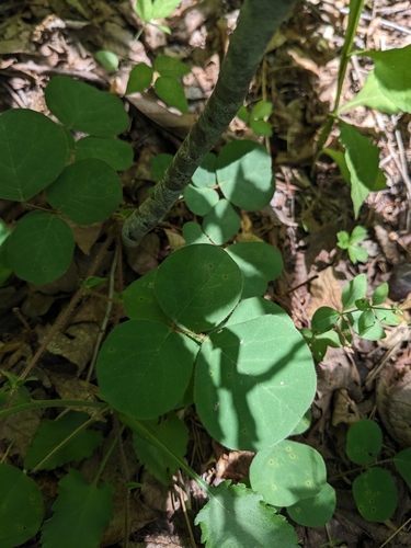 Image of Desmodium rotundifolium by (c) Alaina Krakowiak, some rights reserved (CC BY)