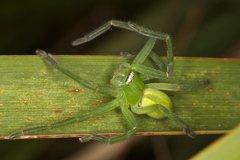 Neosparassus patellatus
