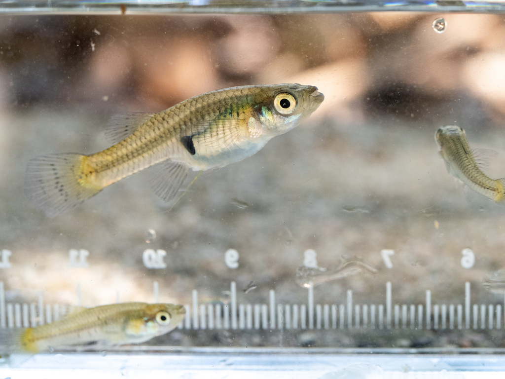 Largespring Gambusia
