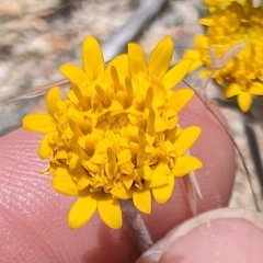 Chaenactis glabriuscula var. lanosa