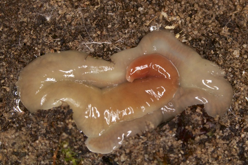 blind flatworm