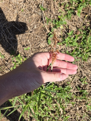 Melinis repens observed 2024-06-19