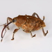 Nut Weevil - Photo (c) Samuel Messner, some rights reserved (CC BY-NC), uploaded by Samuel Messner