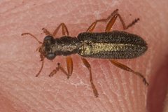 Lemidia subaenea
