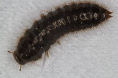 Ecnolagria rufescens