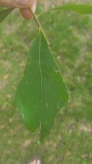 Quercus nigra