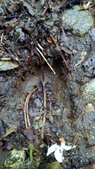 Cervus elaphus