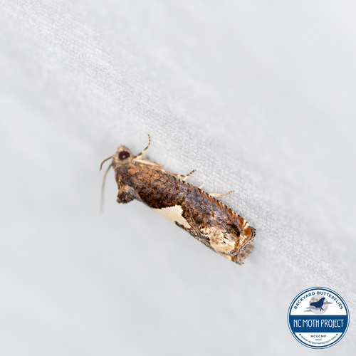 Bidens Borer Moth photo 3