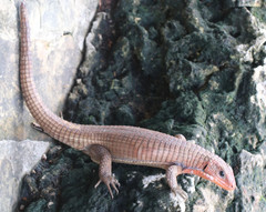 Broadleysaurus major