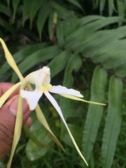 Epidendrum macroophorum
