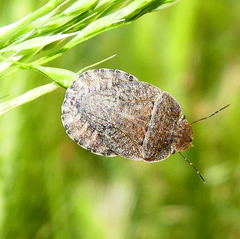 Sciocoris homalonotus