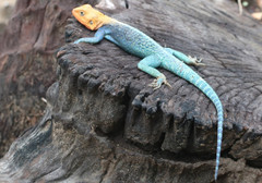 Agama lionotus