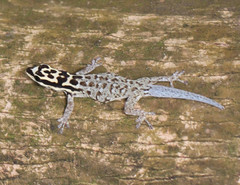 Lygodactylus mombasicus