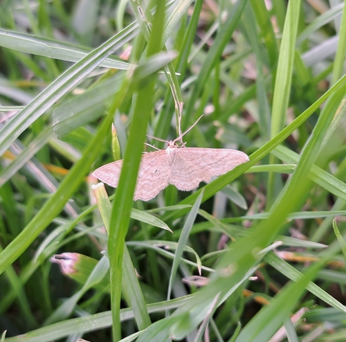 Idaea macilentaria