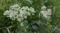 Lepidium draba