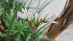 Nothoscordum gracile