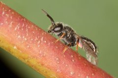 Lasioglossum niveifrons