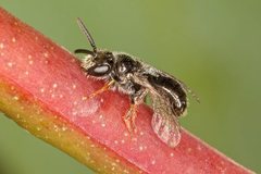 Lasioglossum niveifrons