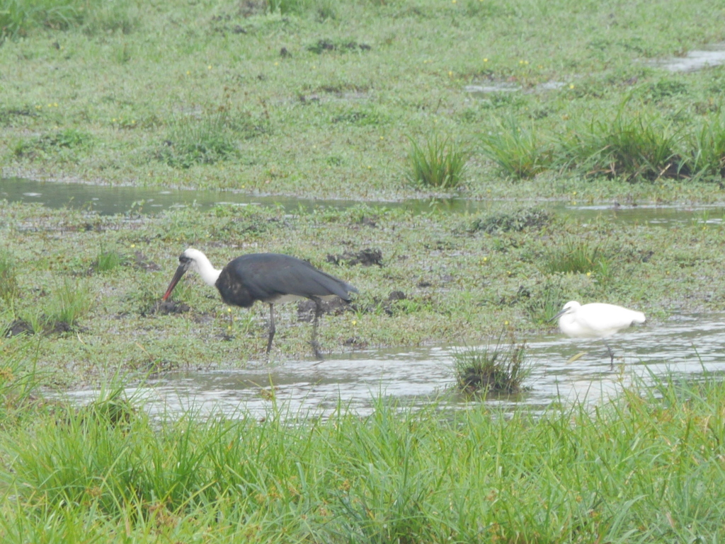 African Woollyneck