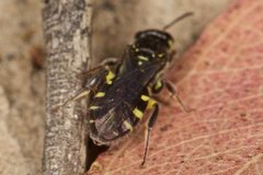 Callohesma calliopsiformis