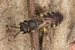 Callohesma calliopsiformis