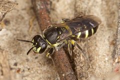 Callohesma calliopsiformis