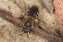 Callohesma calliopsiformis