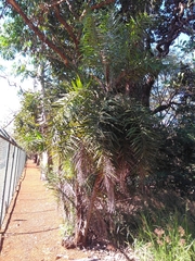 Syagrus flexuosa