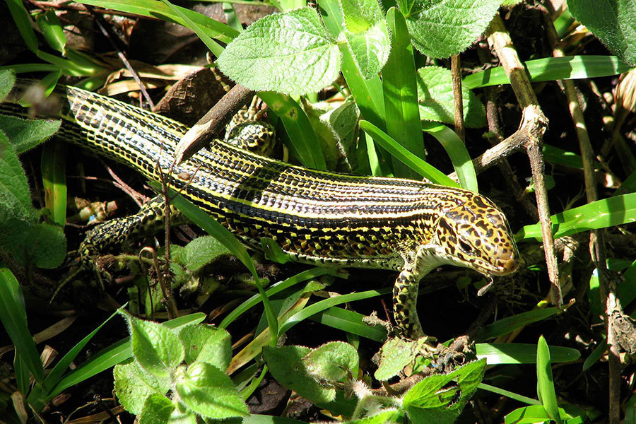 Ornate Girdled Lizard