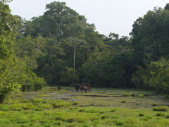 Loxodonta cyclotis