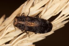 Diphucrania pauperula