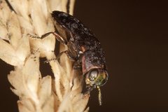 Diphucrania pauperula