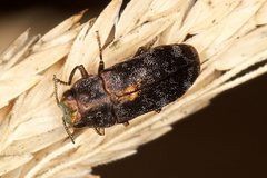 Diphucrania pauperula