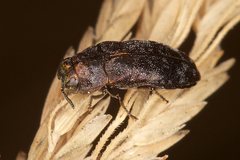 Diphucrania pauperula