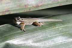 Lygodactylus mombasicus