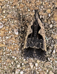 Dichomeris setosella