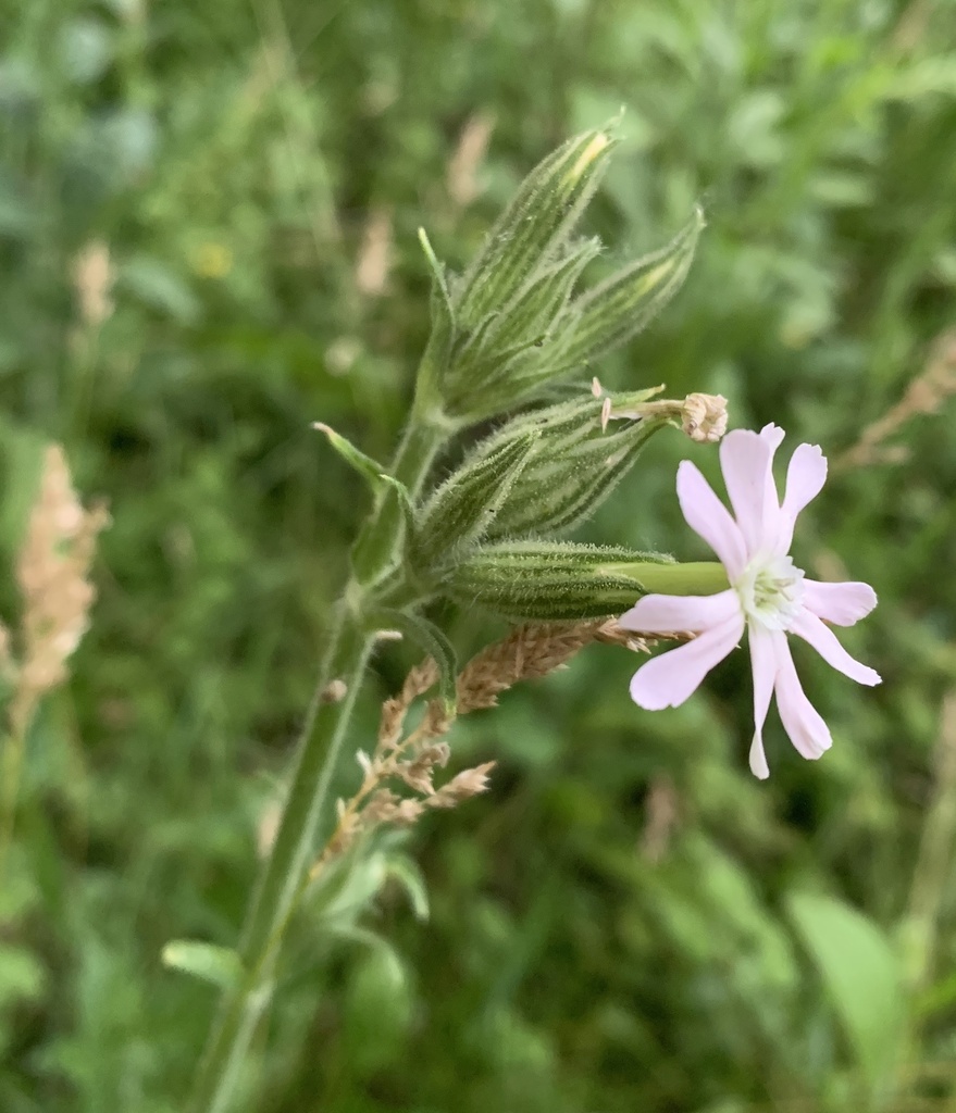 Silene noctiflora — a medium houseplant, prefers full sun light