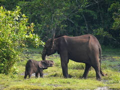 Loxodonta cyclotis