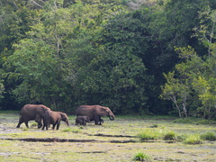 Loxodonta cyclotis