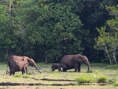 Loxodonta cyclotis