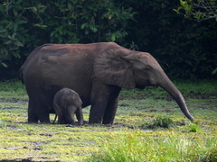 Loxodonta cyclotis