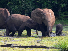 Loxodonta cyclotis