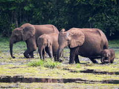 Loxodonta cyclotis